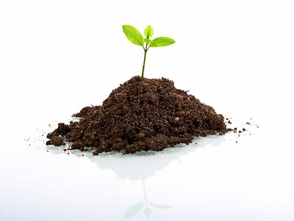 Seedling growing in a handful of soil